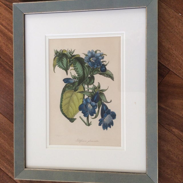 Late 19th Century Antique Botanicals Series - Set of 8 For Sale - Image 9 of 13