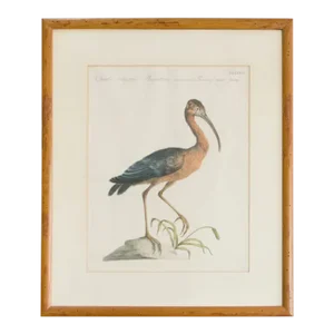 Antique Rare Hand Colored Etching Framed Stork Bird by Saverio Manetti Italian Botanist Ornithologist - 1700's