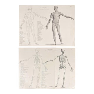 1845 Pair of Human Anatomy Monochrome Engravings | Encyclopaedia Metropolitana For Sale