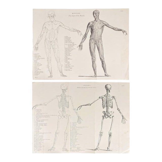 1845 Pair of Human Anatomy Monochrome Engravings | Encyclopaedia Metropolitana For Sale