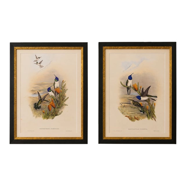 1990s John Gould Framed Print Hill House Edition Framed Pair of Hummingbirds, Plate 69 & 69 For Sale