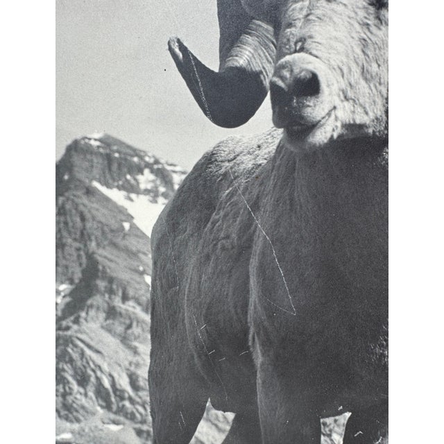 Vintage Bighorn Ram Wildlife Photograph Framed Black & White Mountain Photo For Sale - Image 10 of 11