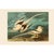 Teal 1966 White-Tailed Tropicbirds After John J. Audubon, XL Cottage Print For Sale - Image 8 of 11