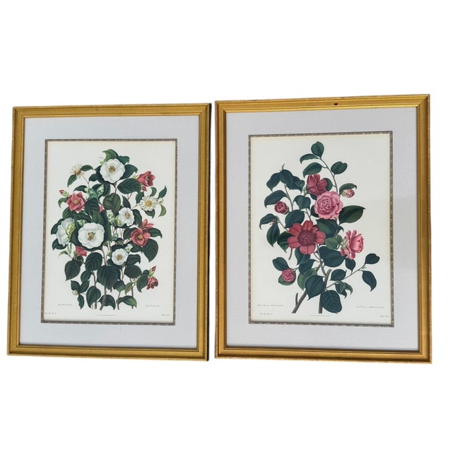 Mid 20th Century Pair of Camellia Prints From the Lithographs by Weddell After Clara Pope For Sale - Image 12 of 17
