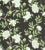 The House of Scalamandré Peonia Linen Print Fabric, Onyx For Sale