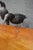 Folk Art Crow Decoys – Set of Three For Sale - Image 10 of 18