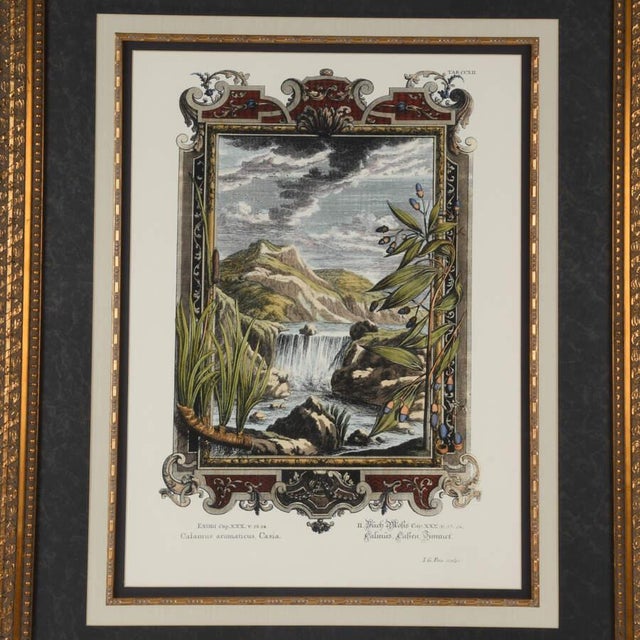 An Antique Framed Etching by Johann J. Scheuchzer, After Prinz, Titled "Calamus Aromaticus Casiais" a detailed botanical...