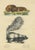Schinz, Illustration of a Skunk and European Otter, 1824, Hand Colored Print For Sale - Image 3 of 6