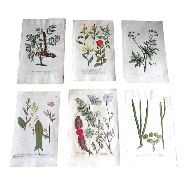Antique 18th Century Weinmann/Miller Hand Colored Folio Size Botanical Mezzotints - Set of 6 For Sale