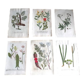 Authentic Antique 18th Century Weinmann/Miller Hand Colored Folio Size Botanical Mezzotints - Set of 6 For Sale