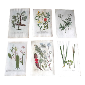 Authentic Antique 18th Century Weinmann/Miller Hand Colored Folio Size Botanical Mezzotints - Set of 6