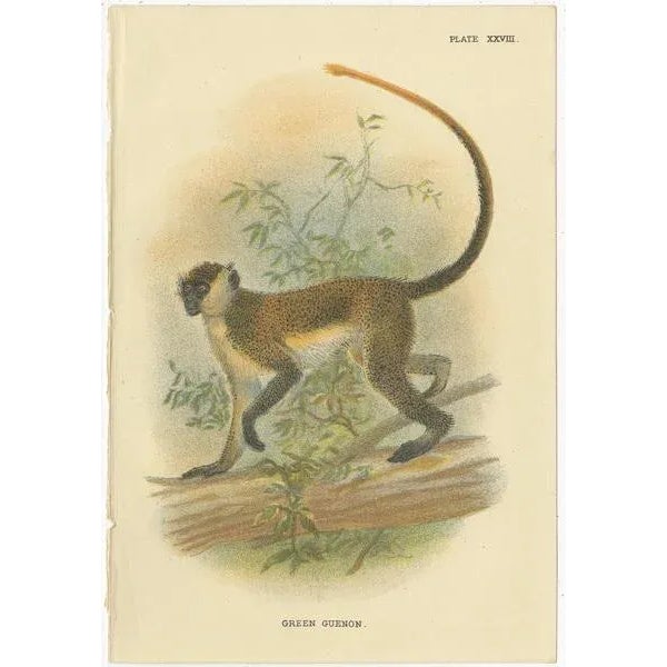 Set of four antique prints titled 'De Brazza's Guenon - Green Guenon - Erxleben's Guenon - Boutourlini's Guenon'....
