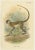 Set of four antique prints titled 'De Brazza's Guenon - Green Guenon - Erxleben's Guenon - Boutourlini's Guenon'....