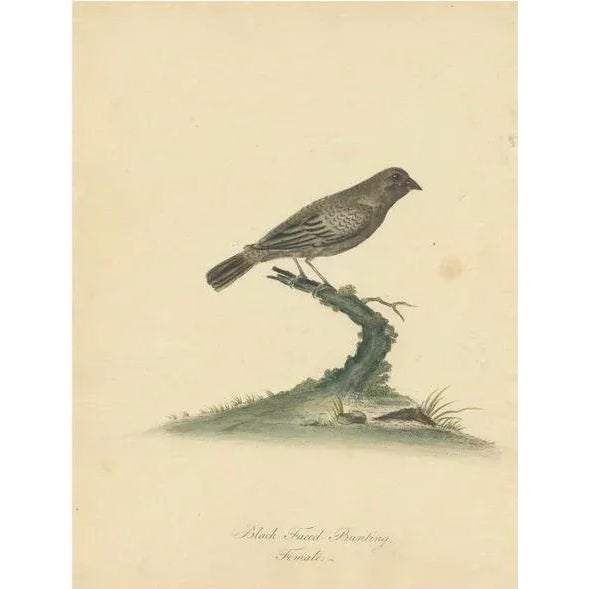 Paper Hayes, Female Black-Faced Bunting, 1794, Print For Sale - Image 7 of 7