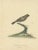 Paper Hayes, Female Black-Faced Bunting, 1794, Print For Sale - Image 7 of 7