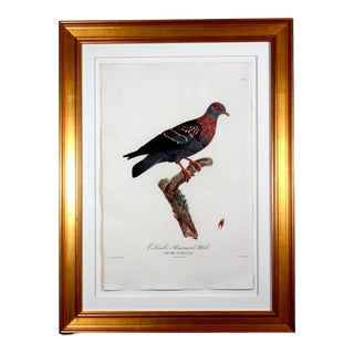 Madame Pauline Knip Engravings of a Pigeon, Plate 16, Columba Guinea For Sale