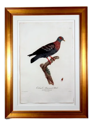 Madame Pauline Knip Engravings of a Pigeon, Plate 16, Columba Guinea