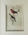 Boho Chic Antique Hand-Colored Litghograph , "The Crowned Flycatcher" — John Cassin, Plate 8, C. 1853–1856 For Sale - Image 3 of 18
