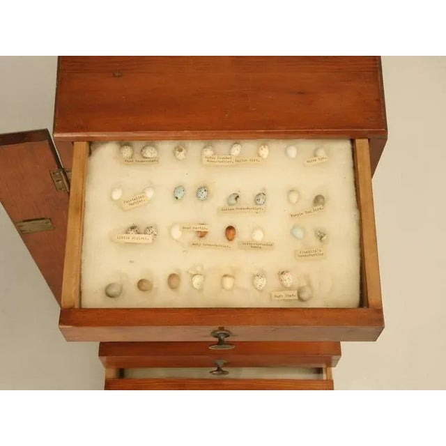 Wood 1930s Specimen Cabinet From England For Sale - Image 7 of 10