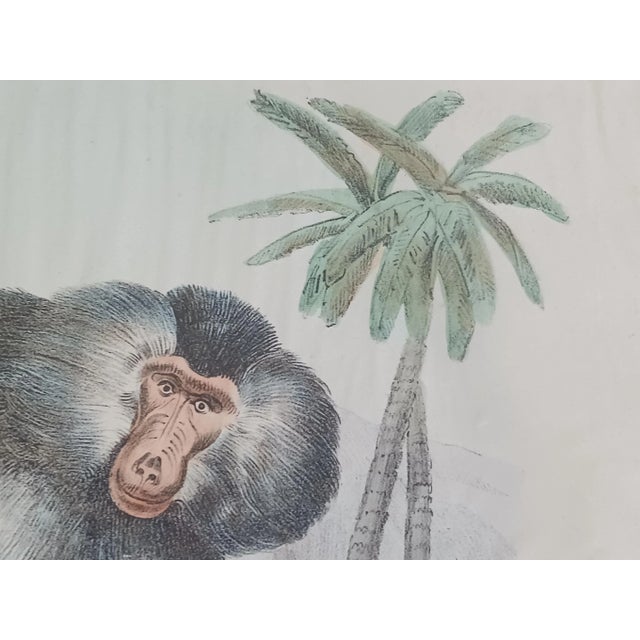 Antique Baboon Monkey Handcolored Lithograph, Large Size, Italy, 1868 #2 For Sale - Image 4 of 6