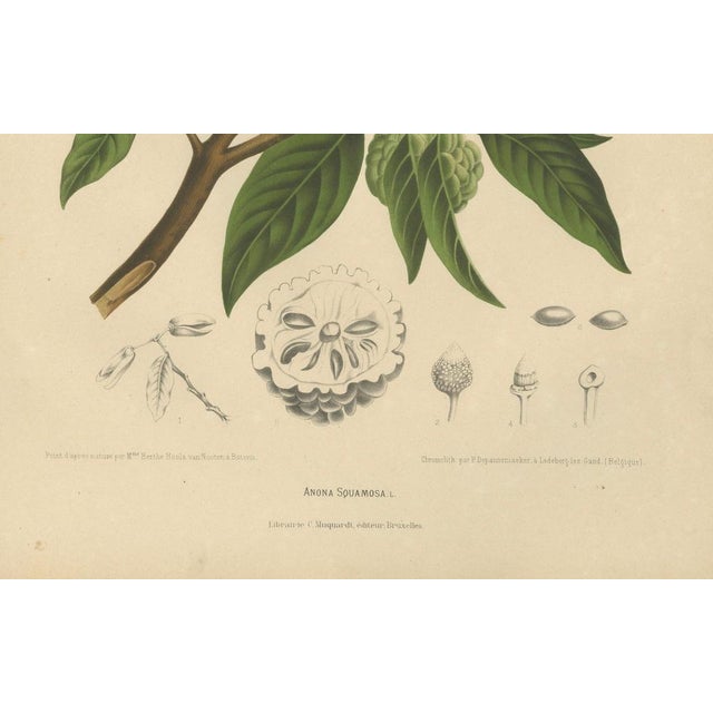 Hoola van Nooten, Sugar Apple Botanical, 1880, Chromolithograph For Sale - Image 3 of 9