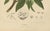 Hoola van Nooten, Sugar Apple Botanical, 1880, Chromolithograph For Sale - Image 3 of 9