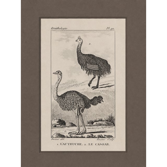 A refined and historically rich presentation of authentic woodcuts from “Atlas Des Oiseaux,” published in France in 1780....