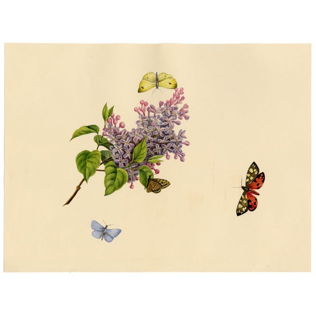 Louisa Hare, Butterflies on Lilac Flower, Watercolour For Sale - Image 3 of 7
