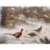 Winter Snow Scene with Pheasants with Golden Sky by 20th Century German Artist, Ludwig Schöngarth German 1937-2003 Art...