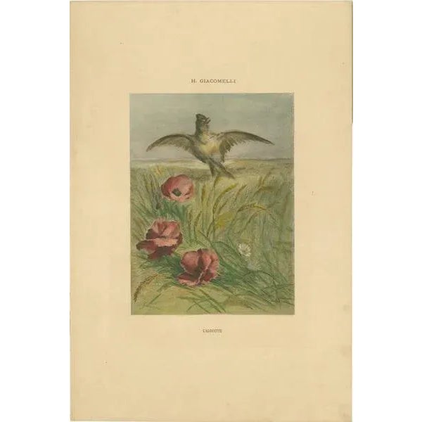 Lark Among Poppies - Exquisite Giacomelli Ornithological Print, Circa 1891 This captivating print, titled "L'Alouette"...