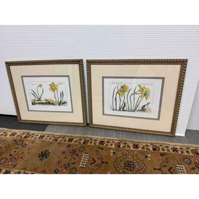 Realism Soicher-Marin Daffodil Botanical Art Print, Pair For Sale - Image 3 of 12