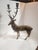 Beautiful Solid Brass Stag Candleabra For Sale - Image 11 of 11