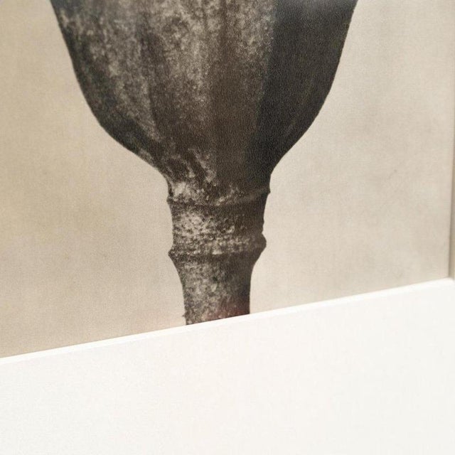 Karl Blossfeldt, Natural Grace, 1942, Photogravure, Framed For Sale - Image 11 of 13