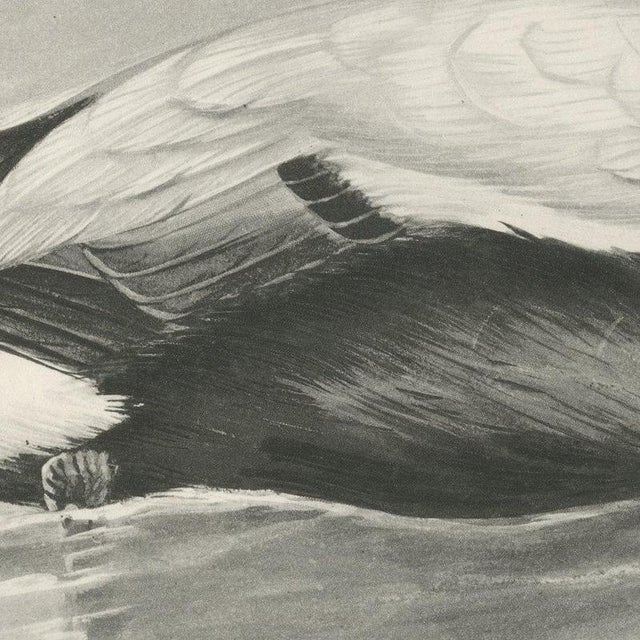 After Lilian Medland, Eider, 1909, Print For Sale - Image 6 of 8