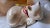 1960s Mid Century Lying Cat Omari Kutari White Cat For Sale - Image 5 of 10