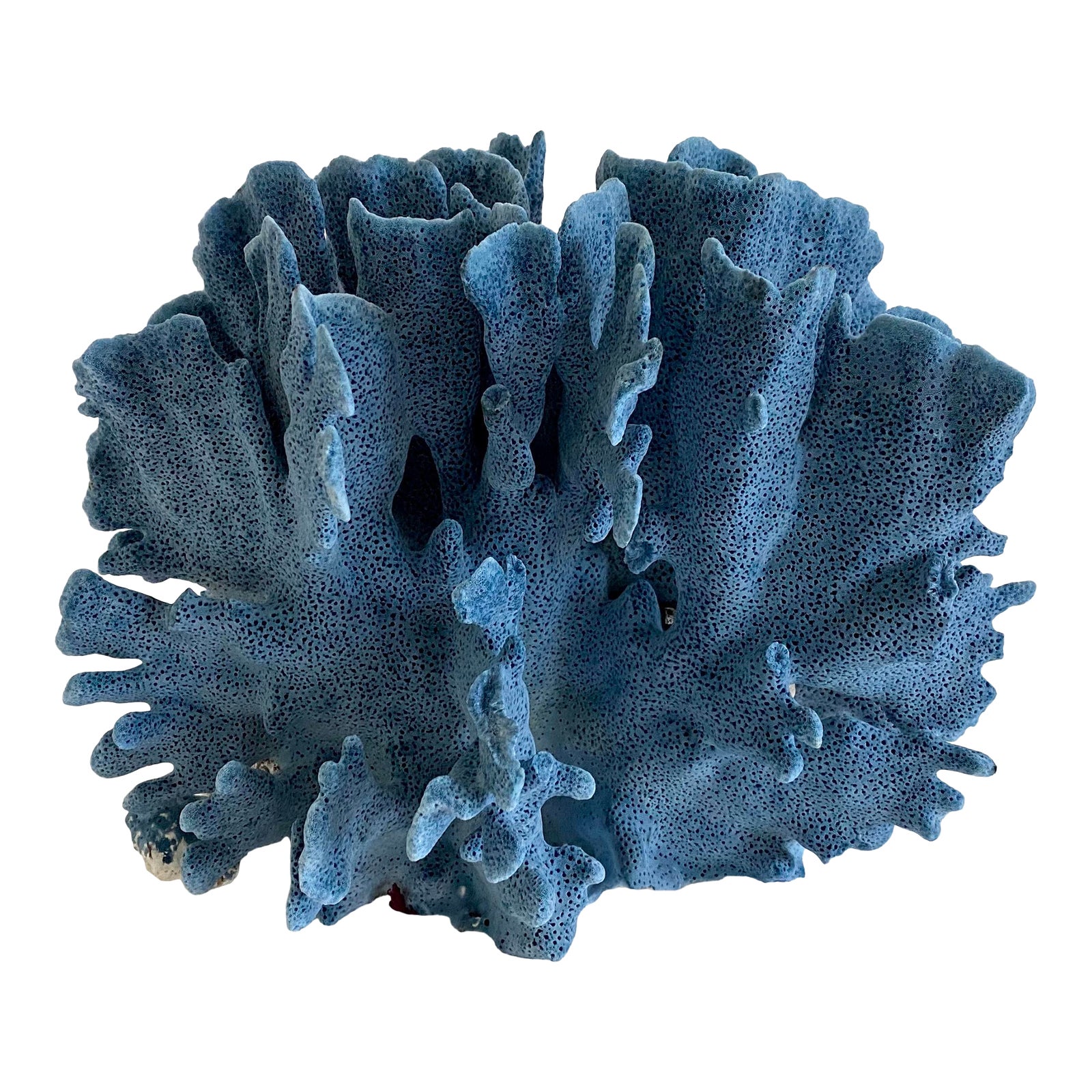 Natural Blue Coral Specimen | Chairish