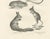 After Schinz, Rodents & Hares, Guinea Pig & Jerboa, 1830, Prints, Set of 2 For Sale - Image 3 of 9