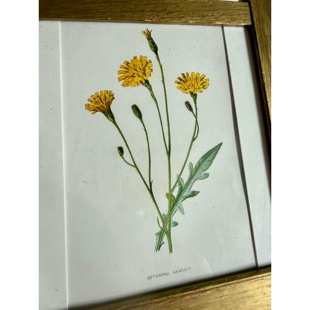 Antique Victorian Authentic Botanicals | Two Floral Prints in a Gilt Frame | F. Edward Hulmes For Sale In New York - Image 6 of 9