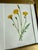 Antique Victorian Authentic Botanicals | Two Floral Prints in a Gilt Frame | F. Edward Hulmes For Sale In New York - Image 6 of 9