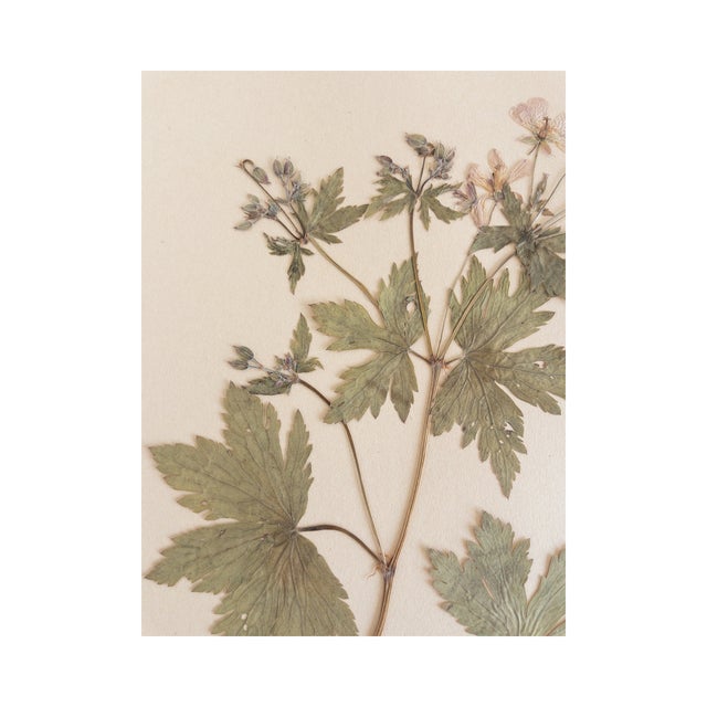 Vintage Swedish Herbarium - Geranium, Circa 1926 For Sale - Image 4 of 6