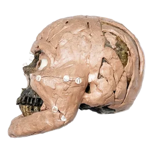 Forensic Facial Reconstruction Skull From the Hit American Crime Show, Bones