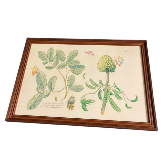 Illustration Mark Catesby "The Sweet Sop Tree" Framed Botanical Print For Sale - Image 3 of 12