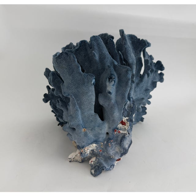 Designer Size Natural Blue Coral Specimen For Sale - Image 4 of 7
