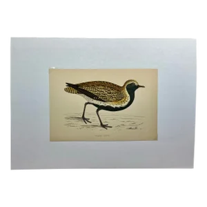 Antique Bird Print From England Showcasing a Golden Plover - Circa 1880