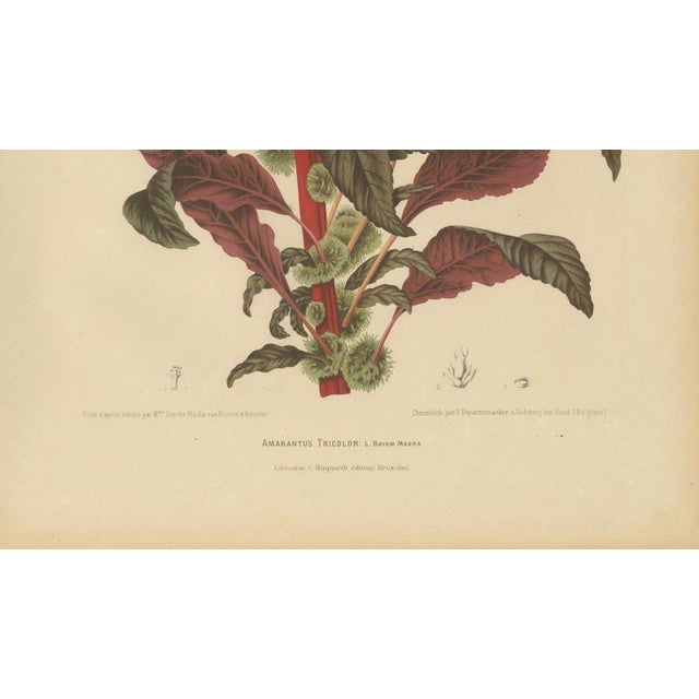 Berthe Hoola van Nooten, Joseph's Coat, 1880, Chromolithograph For Sale - Image 6 of 9