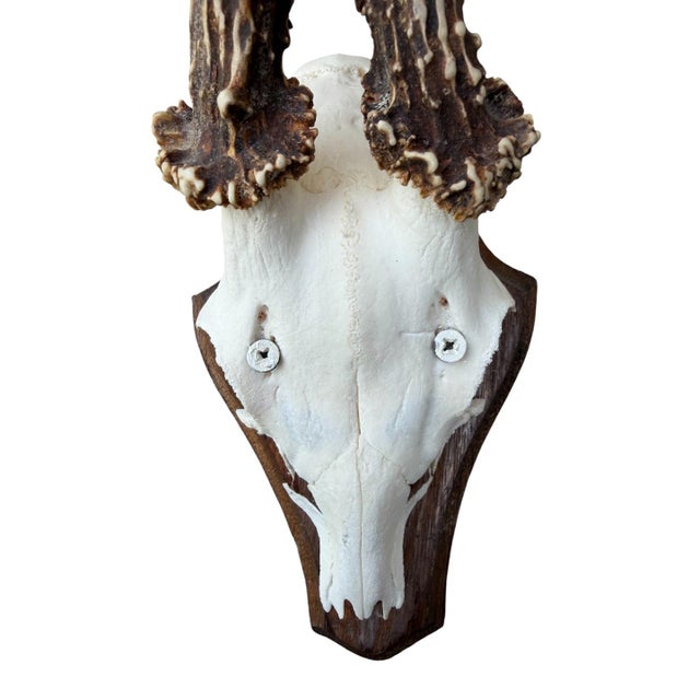 Roe Deer Trophy 155 Black Forest Antlers For Sale - Image 4 of 5