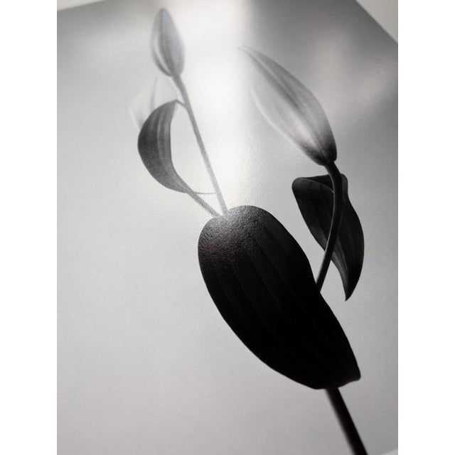 Ugne Pouwell, Lily, 2022, Photography For Sale - Image 4 of 6