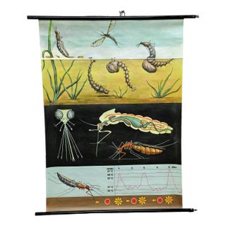 Naturalistic Mosquito Midges Insect Wall Chart Art Print by Jung Koch Quentell For Sale