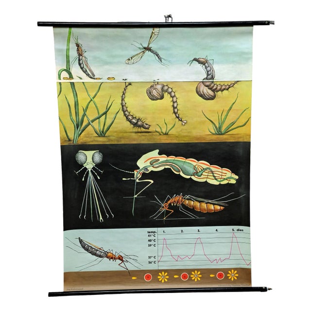 Naturalistic Mosquito Midges Insect Wall Chart Art Print by Jung Koch Quentell For Sale