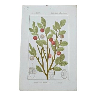 Antique French Botanical Lithograph - Vaccinium myrtillus by Henri Ernest Baillon For Sale